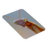 Praying Mantids Magneet (Rechterzijde)