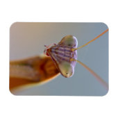 Praying Mantids Magneet (Horizontaal)