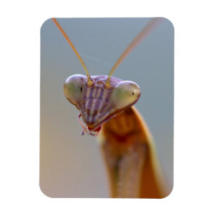 Praying Mantids Magneet