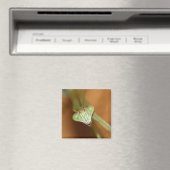 Praying Mantids Magneet (Insitu (Vaatwasser))