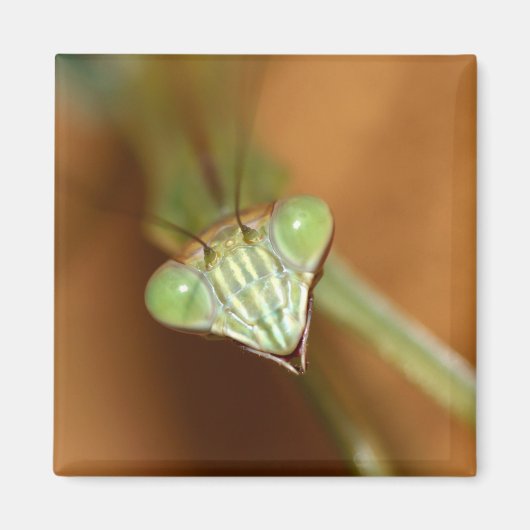 Praying Mantids Magneet (Voorkant)