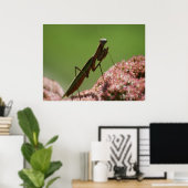 Praying Mantids Poster (Thuiskantoor)