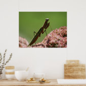 Praying Mantids Poster (Keuken)