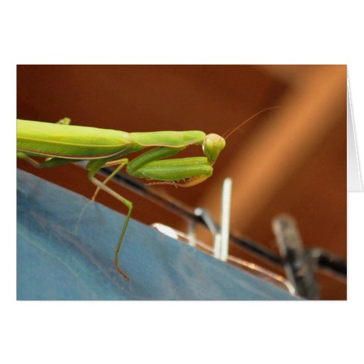 Praying Mantis (Voorkant Horizontaal)