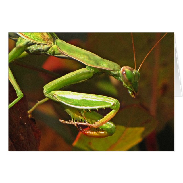 Praying Mantis (Voorkant Horizontaal)