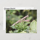 Praying Mantis Briefkaart (Voorkant / Achterkant)