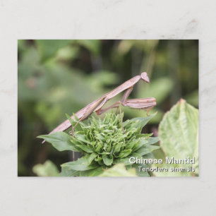 Praying Mantis Briefkaart