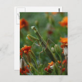 Praying Mantis Briefkaart (Voorkant / Achterkant)