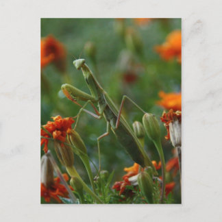Praying Mantis Briefkaart