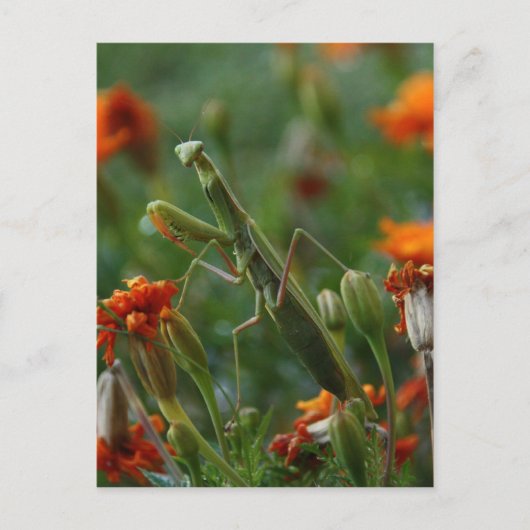 Praying Mantis Briefkaart (Voorkant)