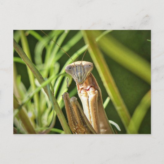 Praying Mantis Briefkaart (Voorkant)