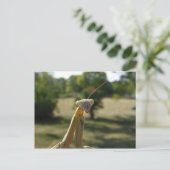 Praying Mantis Briefkaart (Staand voorkant)