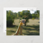 Praying Mantis Briefkaart (Voorkant / Achterkant)