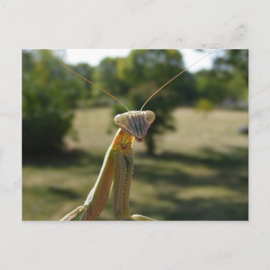 Praying Mantis Briefkaart (Voorkant)