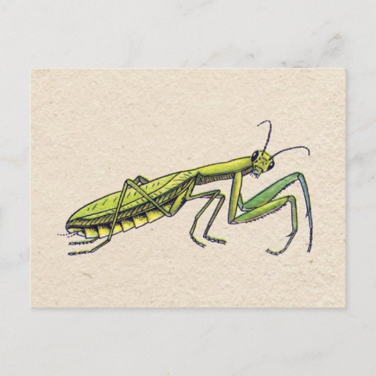 Praying Mantis Briefkaart (Voorkant)