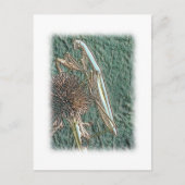 Praying Mantis Briefkaart (Voorkant)