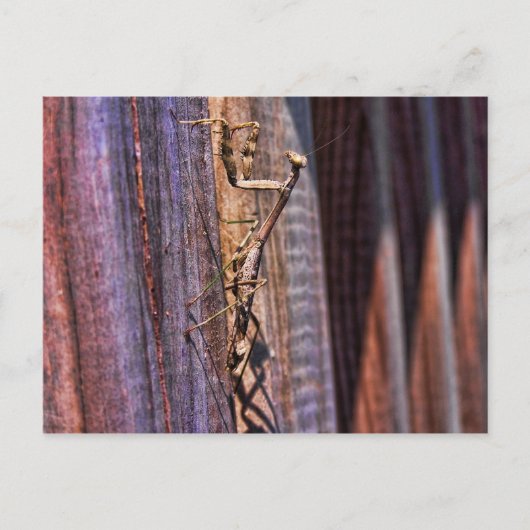 Praying Mantis Briefkaart (Voorkant)