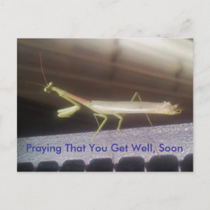 Praying Mantis Briefkaart