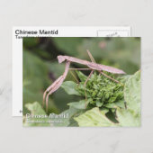 Praying Mantis Briefkaart (Voorkant / Achterkant)