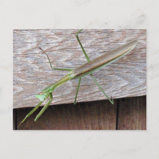 Praying Mantis Briefkaart (Voorkant)