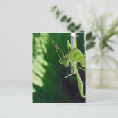 Praying Mantis Briefkaart (Staand voorkant)
