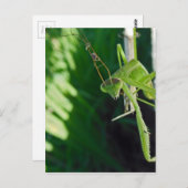 Praying Mantis Briefkaart (Voorkant / Achterkant)