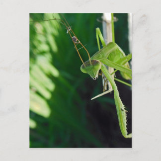 Praying Mantis Briefkaart