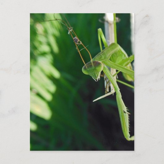 Praying Mantis Briefkaart (Voorkant)