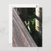 Praying Mantis   Briefkaart (Voorkant / Achterkant)