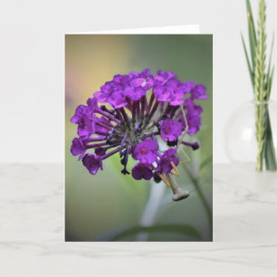 Praying Mantis, card Kaart