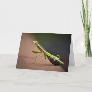 Praying Mantis, card Kaart