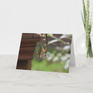 Praying Mantis, card Kaart