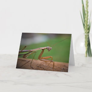 Praying Mantis, card Kaart