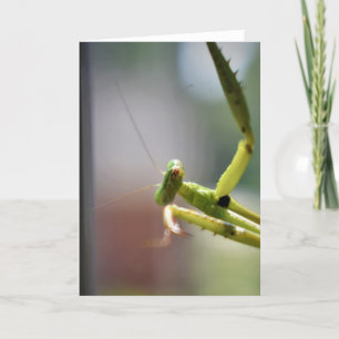 Praying Mantis, card Kaart
