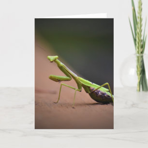 Praying Mantis, card Kaart