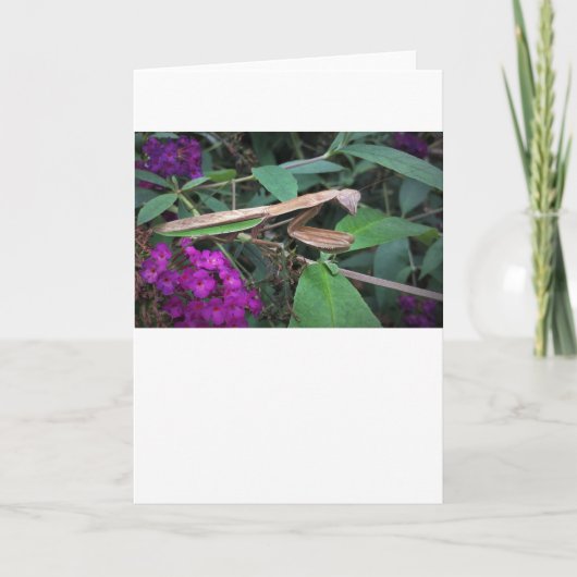 Praying Mantis, card Kaart (Voorkant)