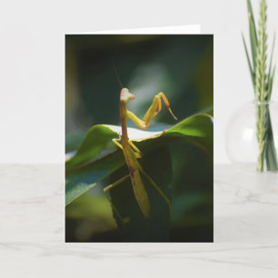 Praying Mantis, card Kaart