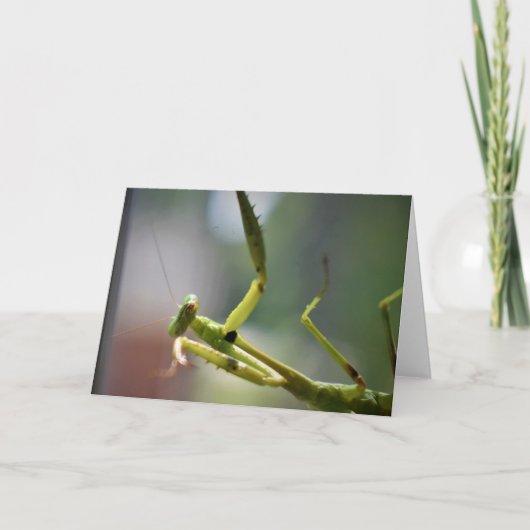 Praying Mantis, card Kaart (Voorkant)