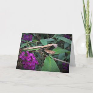 Praying Mantis, card Kaart