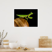 Praying Mantis Close-up Poster (Keuken)