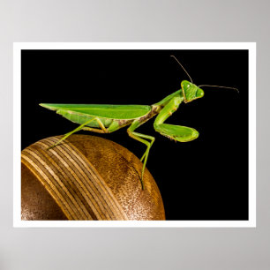 Praying Mantis Close-up Poster