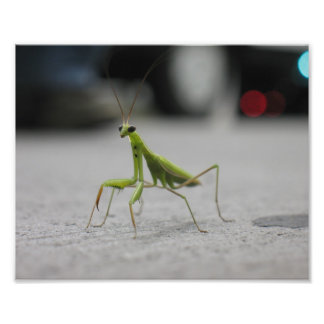 Praying Mantis Foto Afdruk