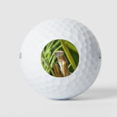 Praying Mantis Golfballen (Voorkant)