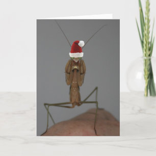 Praying Mantis Holiday Kaart