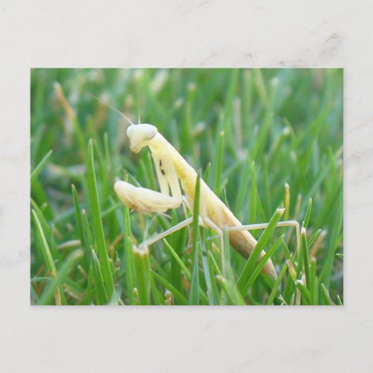 Praying Mantis in Grass Briefkaart (Voorkant)