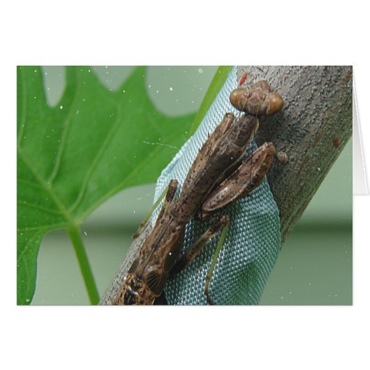 Praying Mantis Insect (Voorkant Horizontaal)