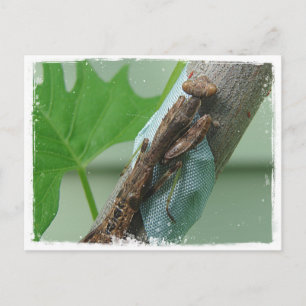 Praying Mantis Insect Briefkaart
