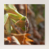 Praying Mantis Insect Macro Natuur Foto Legpuzzel (Horizontaal)