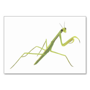 Praying Mantis Insect Reading Flashcards for Adult Kaart