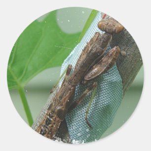 Praying Mantis Insect Ronde Sticker